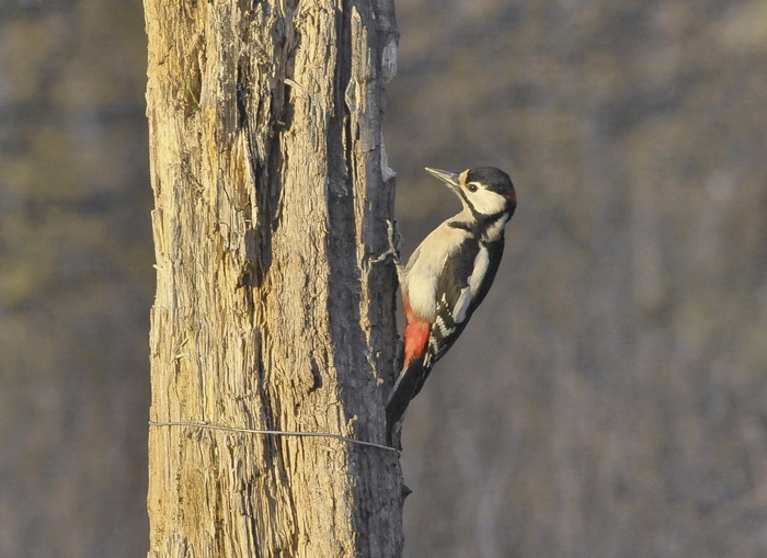 Picchio, che ti ri-picchio, Re del Parco - Dendrocopus major